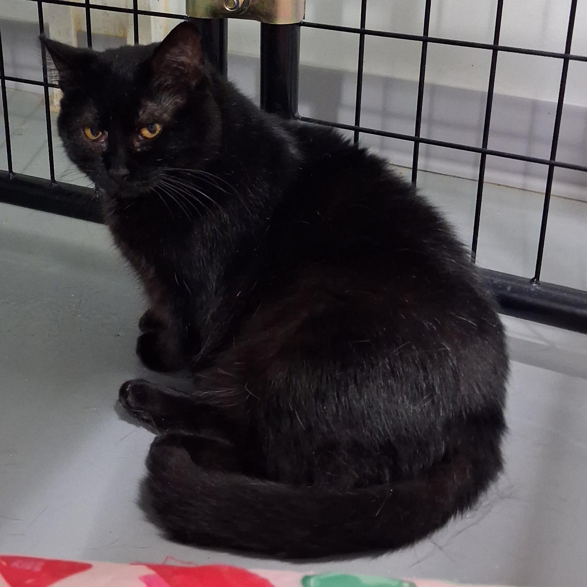 Enlarge Patsy, a Adoptable Domestic Short Hair in Iowa Falls, IA image 1/4