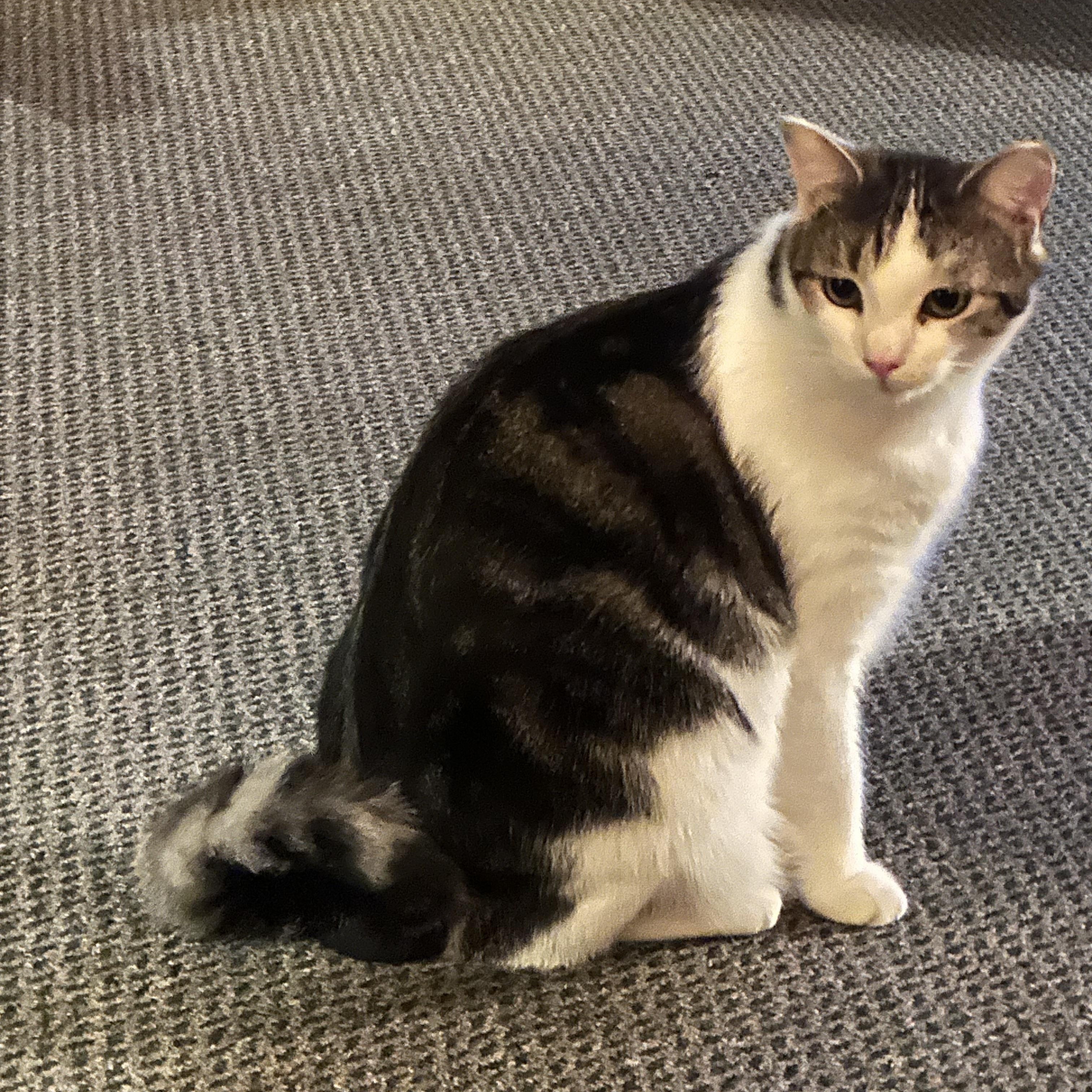 Clara, a Adoptable Domestic Short Hair in Keeseville, NY image 1/3