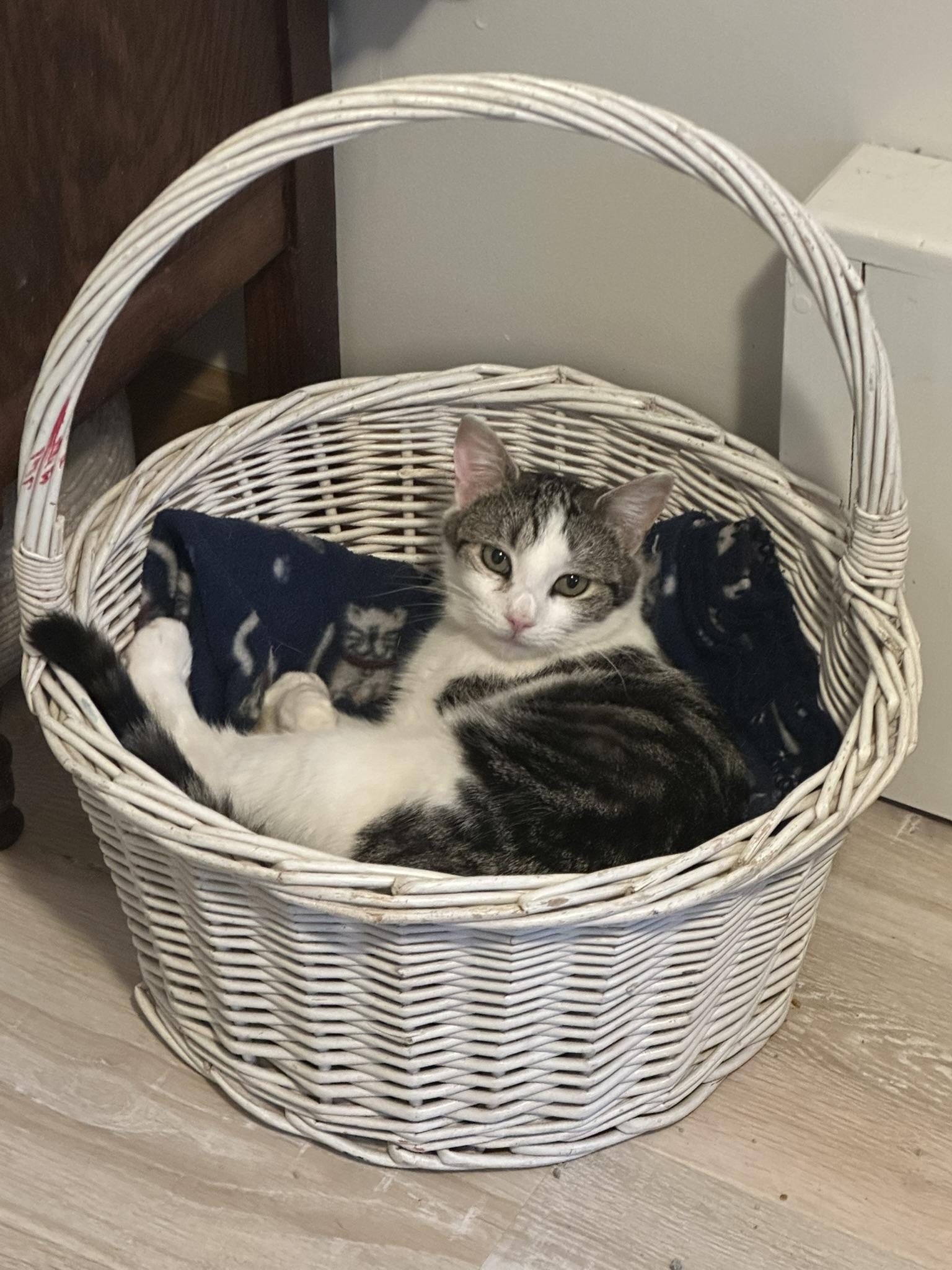 Clara, a Adoptable Domestic Short Hair in Keeseville, NY image 2/3