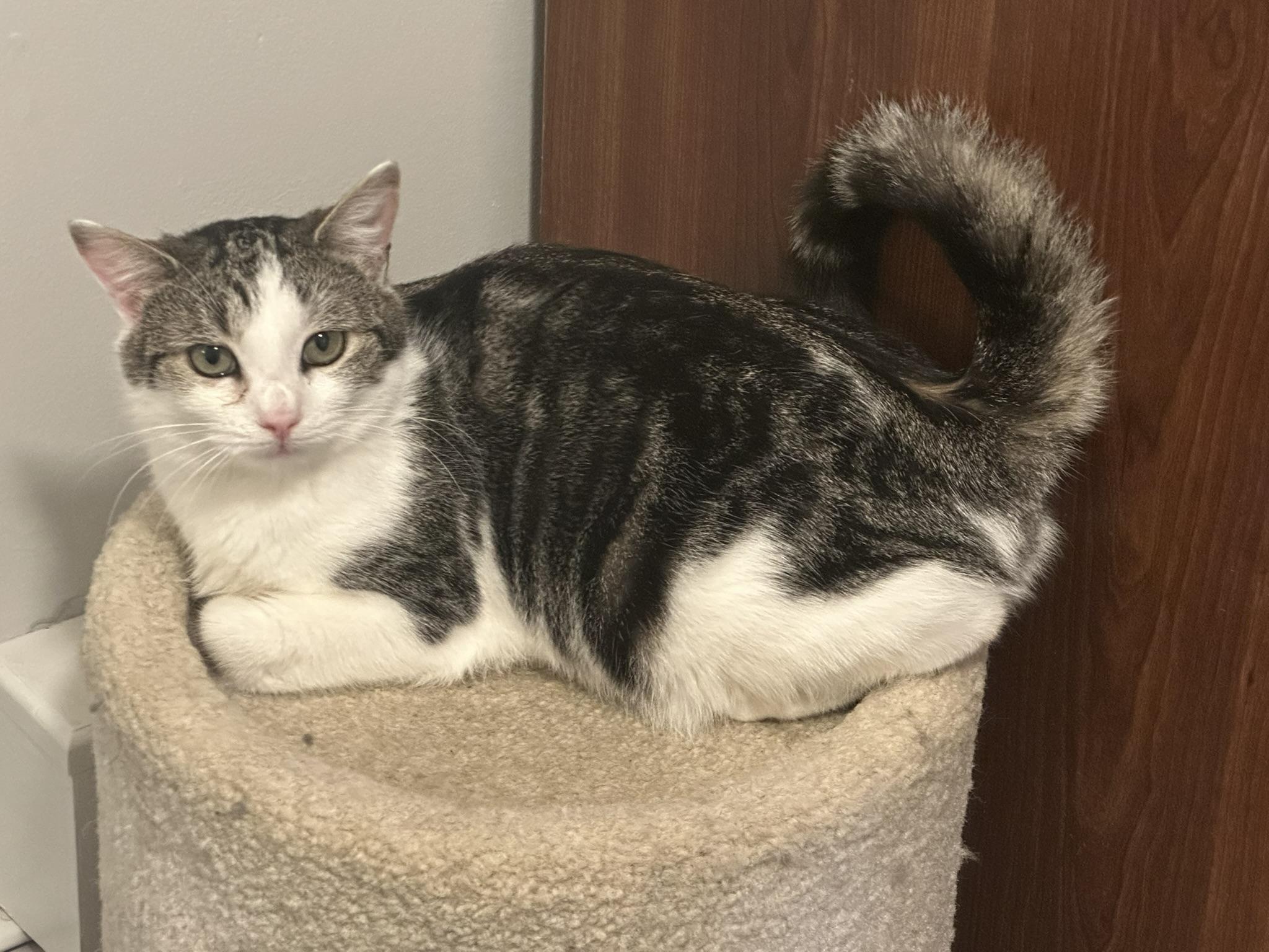 Clara, a Adoptable Domestic Short Hair in Keeseville, NY image 3/3