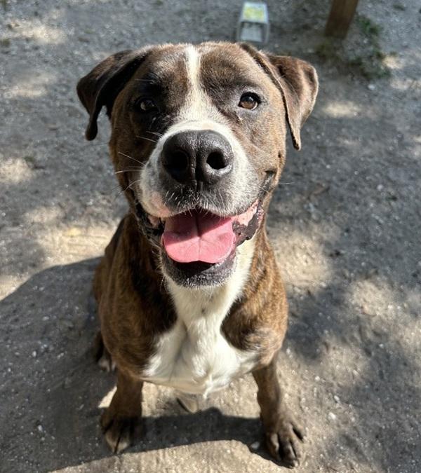 Enlarge Poncho, a Adoptable mixed breed in Mobile, AL image 1/5