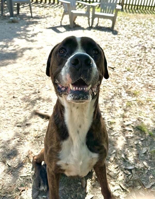 Enlarge Poncho, a Adoptable mixed breed in Mobile, AL image 2/5