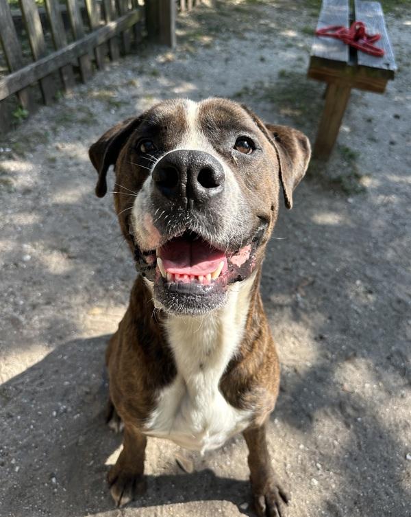 Enlarge Poncho, a Adoptable mixed breed in Mobile, AL image 5/5