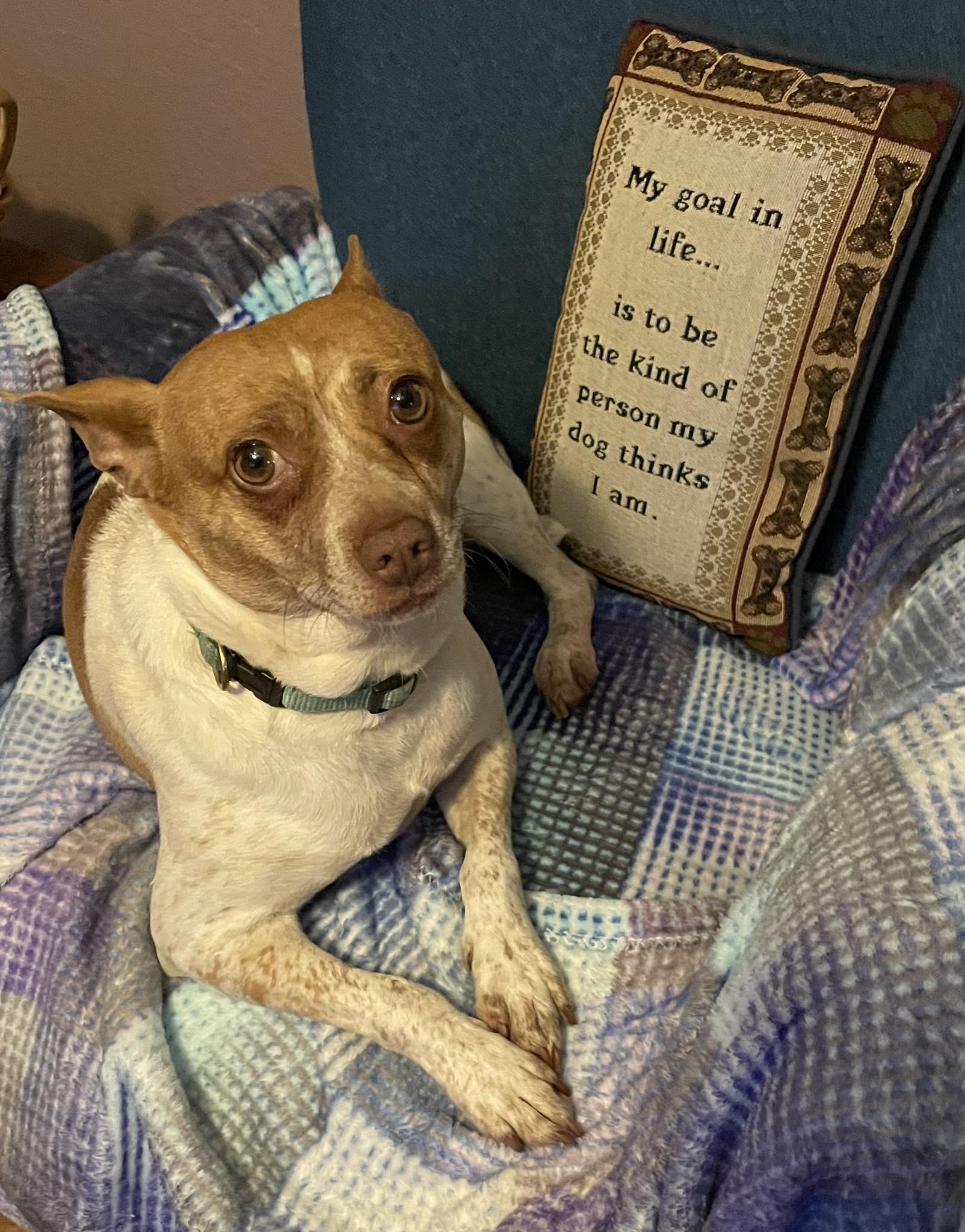 Annie, a Adoptable mixed breed in Livermore, CA image 1/3