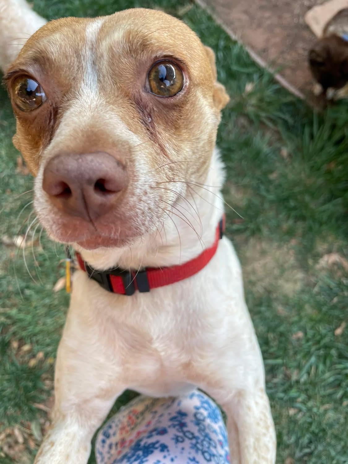 Annie, a Adoptable mixed breed in Livermore, CA image 2/3