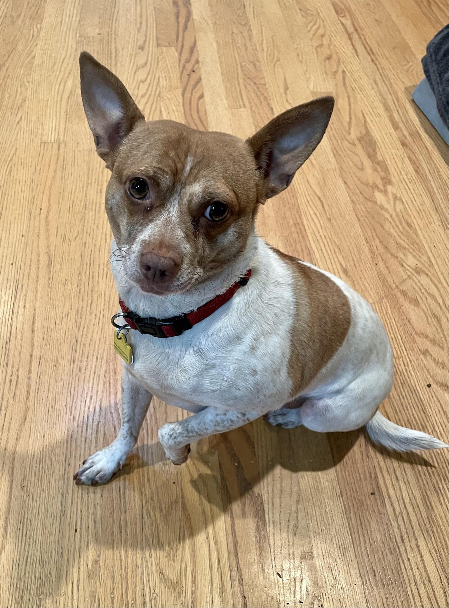 Enlarge Annie, a Adoptable mixed breed in Livermore, CA image 1/4