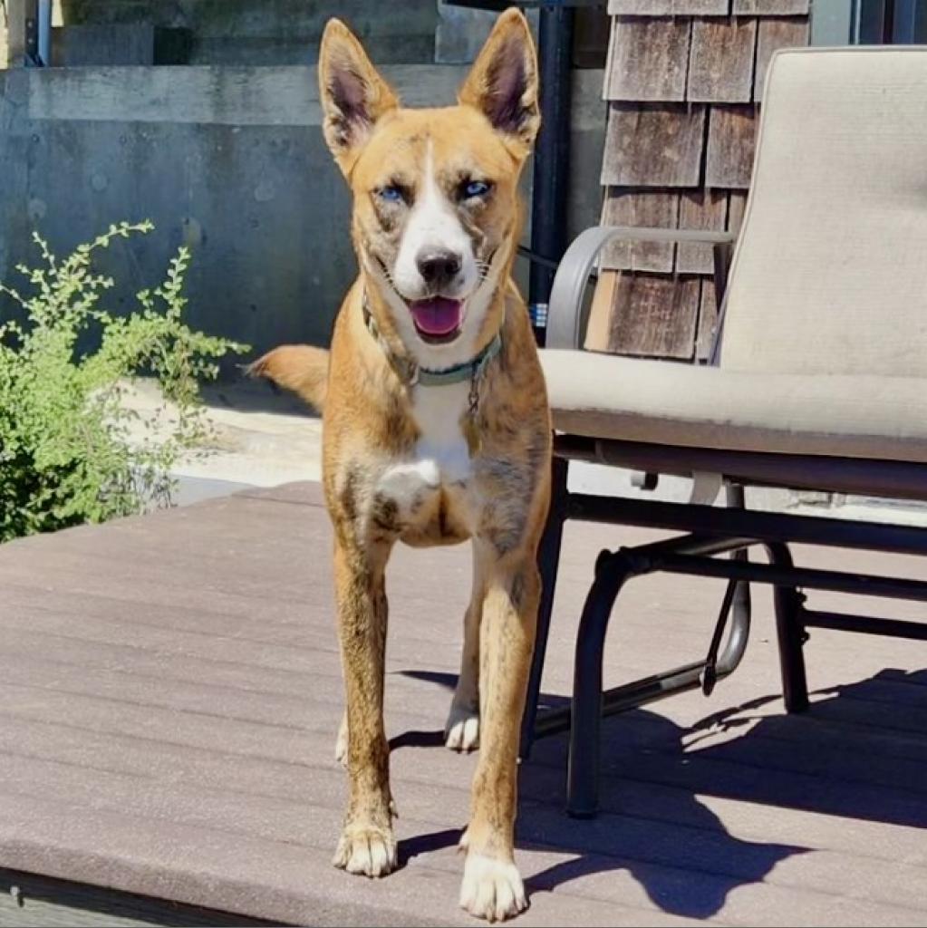 FREYA, Adoptable, Adult Female Shepherd & Mixed Breed.