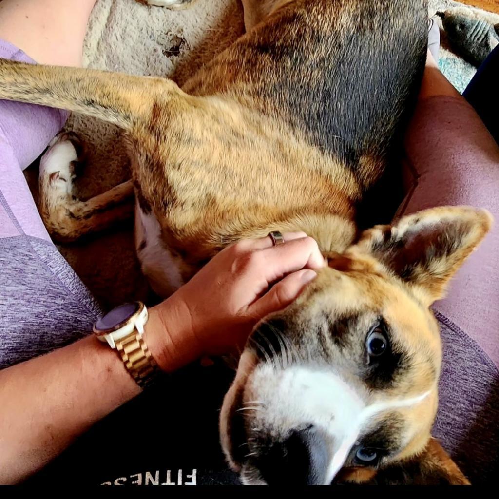 Enlarge FREYA, a Adoptable mixed breed in Point Richmond, CA image 2/6