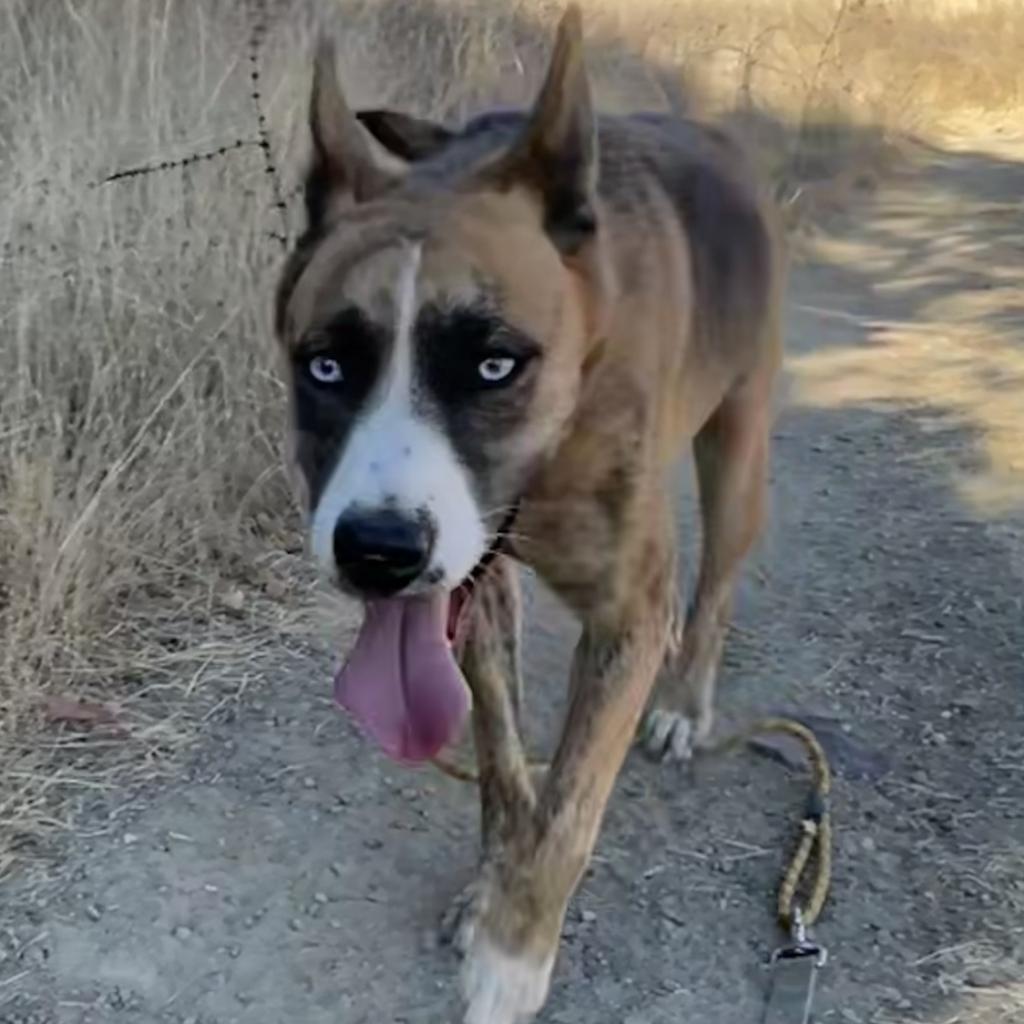 Enlarge FREYA, a Adoptable mixed breed in Point Richmond, CA image 3/6