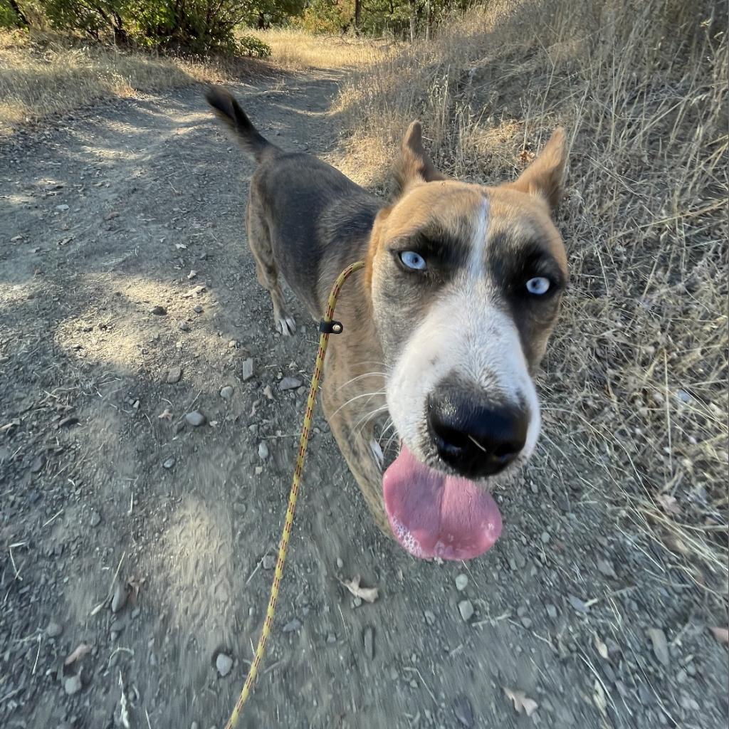 Enlarge FREYA, a Adoptable mixed breed in Point Richmond, CA image 5/6