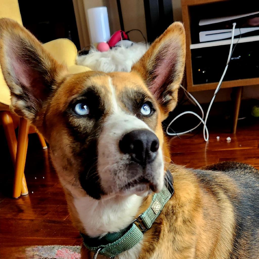 Enlarge FREYA, a Adoptable mixed breed in Point Richmond, CA image 4/6