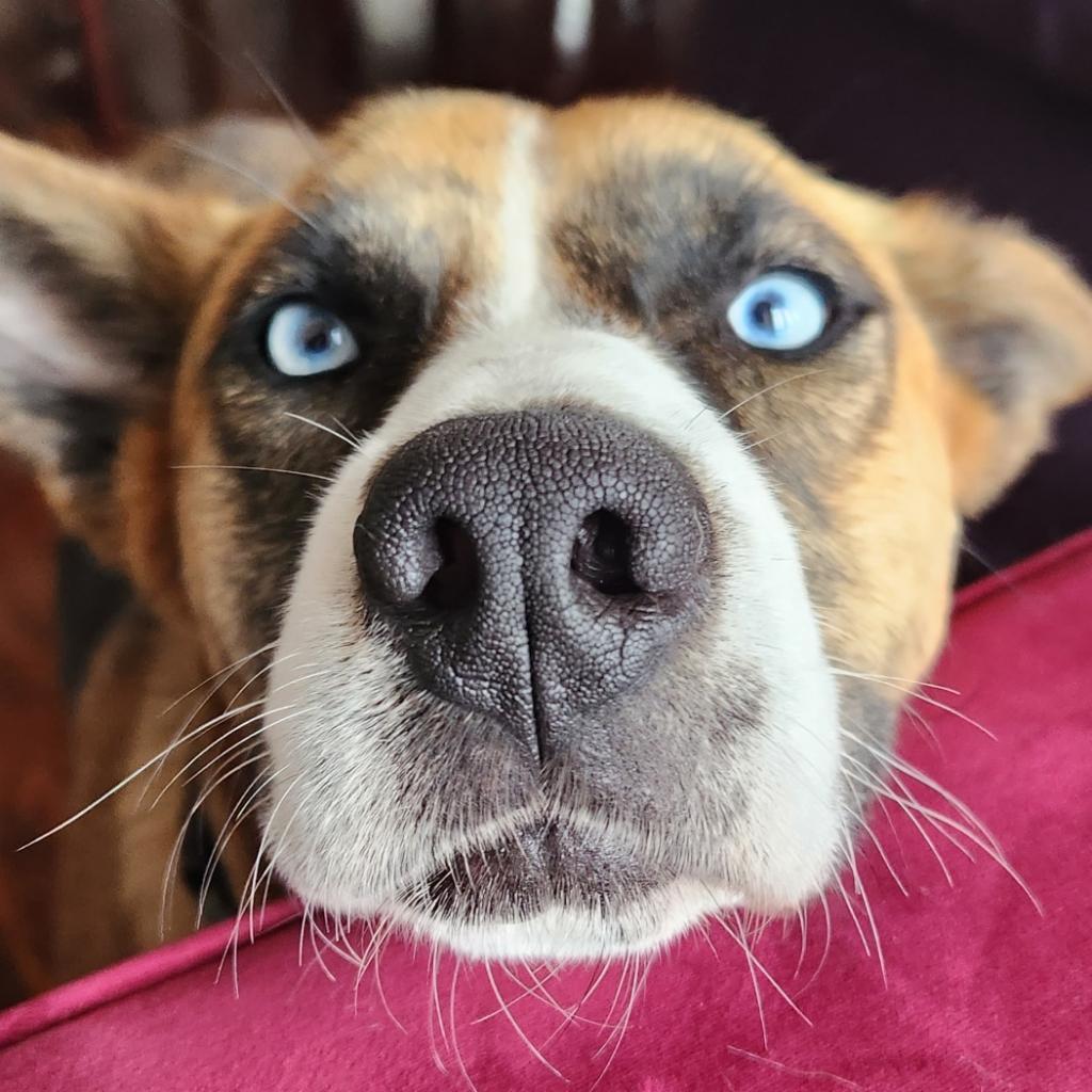 Enlarge FREYA, a Adoptable mixed breed in Point Richmond, CA image 5/6