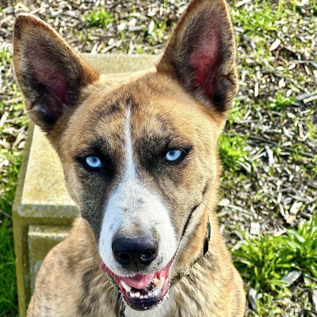 Enlarge FREYA, a Adoptable mixed breed in Point Richmond, CA image 5/6