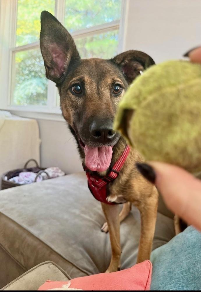 Enlarge CARLEY, a Adoptable mixed breed in Thompson, PA image 1/5