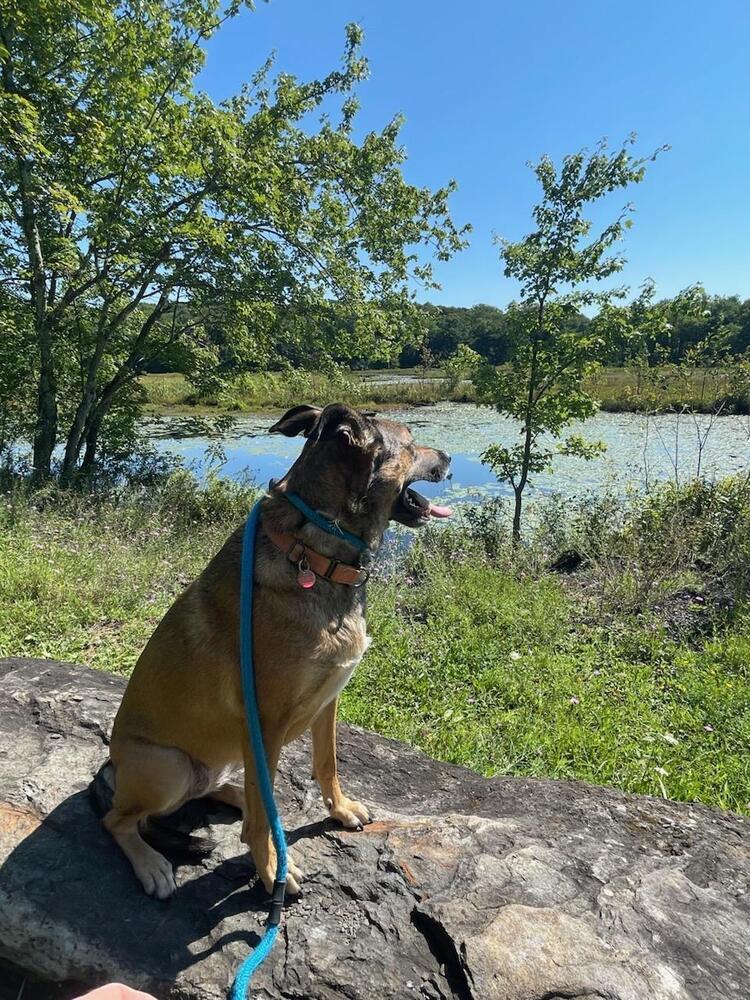 Enlarge MARLEY, a Adoptable mixed breed in Thompson, PA image 1/6