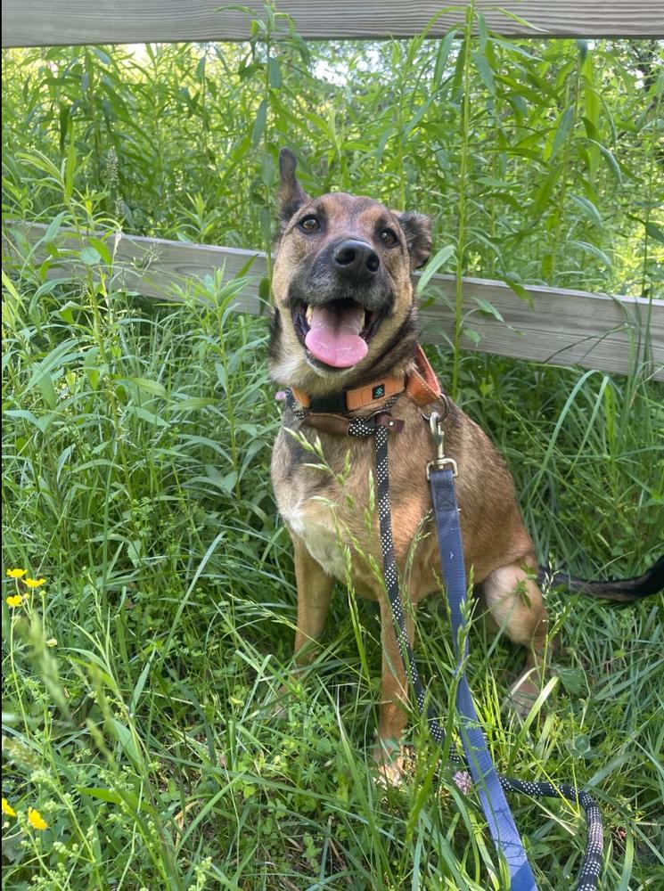 CARLEY, Adoptable, Adult Female Belgian Shepherd / Malinois & German Shepherd Dog.
