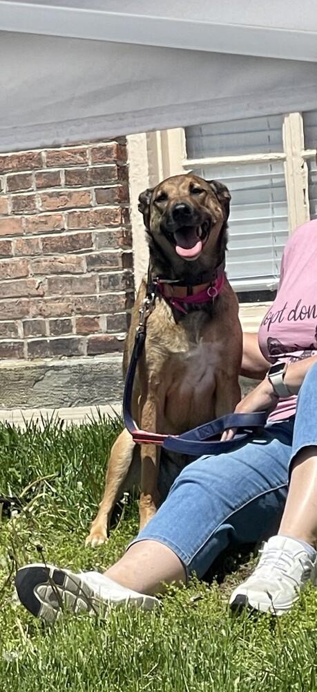 Enlarge CARLEY, a Adoptable mixed breed in Thompson, PA image 2/5