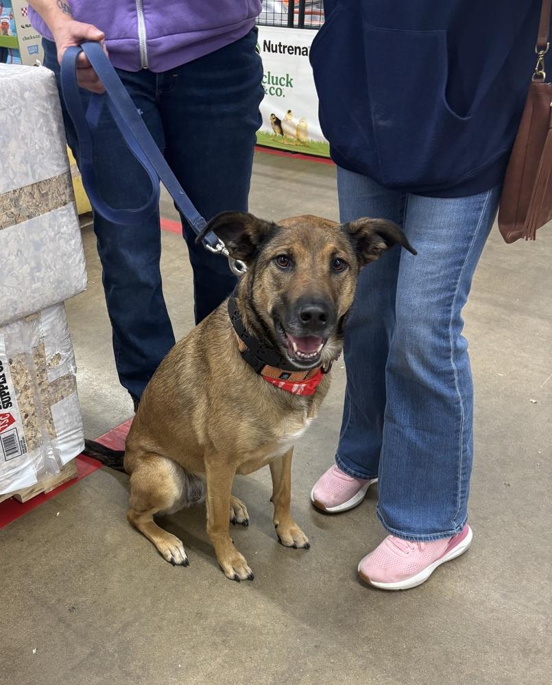 Enlarge CARLEY, a Adoptable mixed breed in Thompson, PA image 2/5