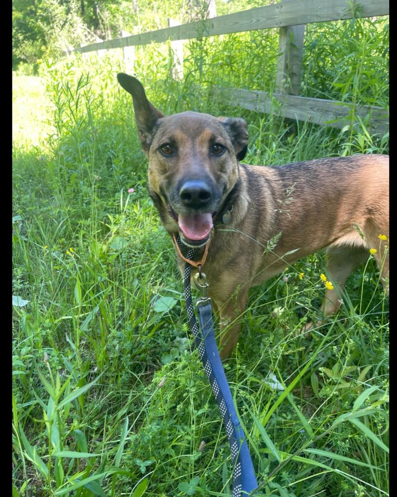 Enlarge CARLEY, a Adoptable mixed breed in Thompson, PA image 4/5