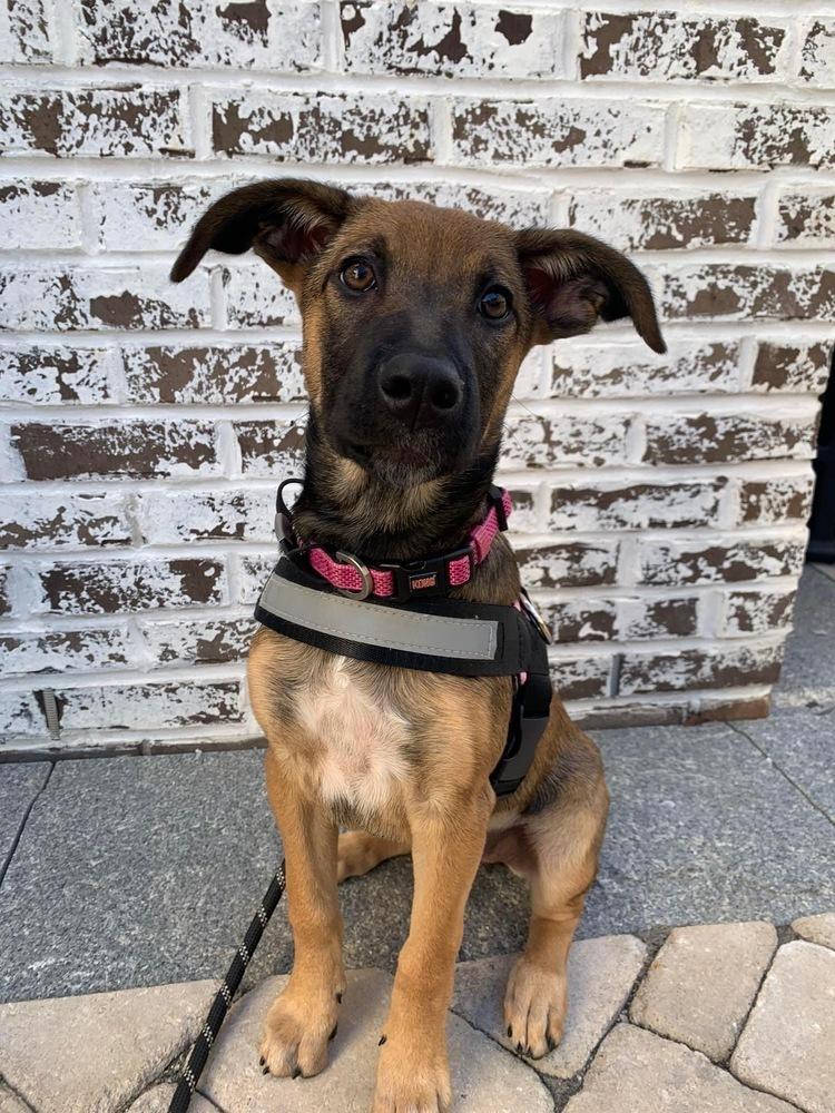 Enlarge CARLEY, a Adoptable mixed breed in Thompson, PA image 4/5