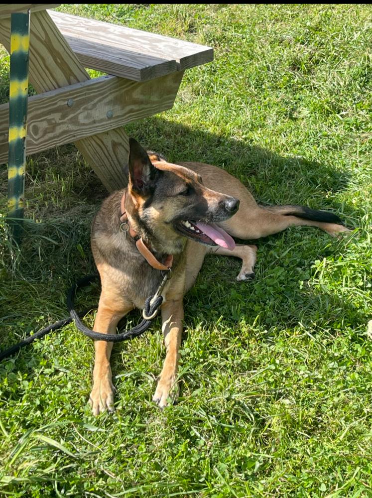 Enlarge MARLEY, a Adoptable mixed breed in Thompson, PA image 4/6