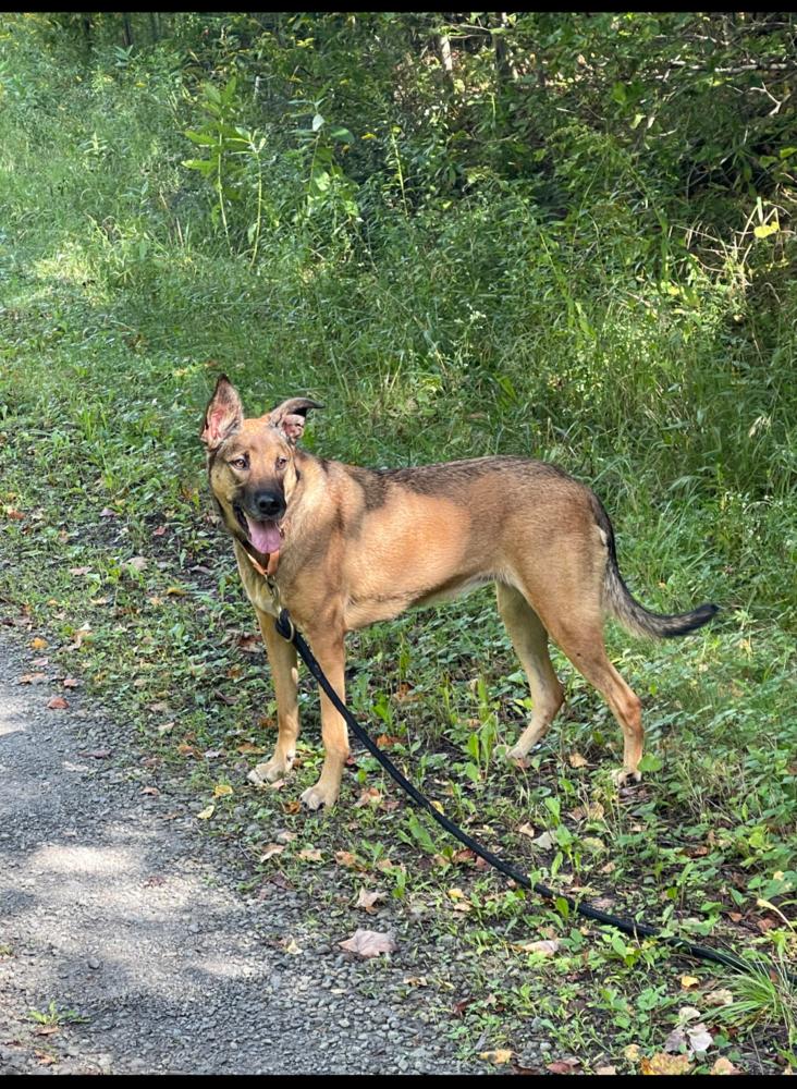 Enlarge MARLEY, a Adoptable mixed breed in Thompson, PA image 5/6