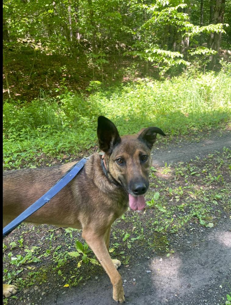 Enlarge CARLEY, a Adoptable mixed breed in Thompson, PA image 5/5