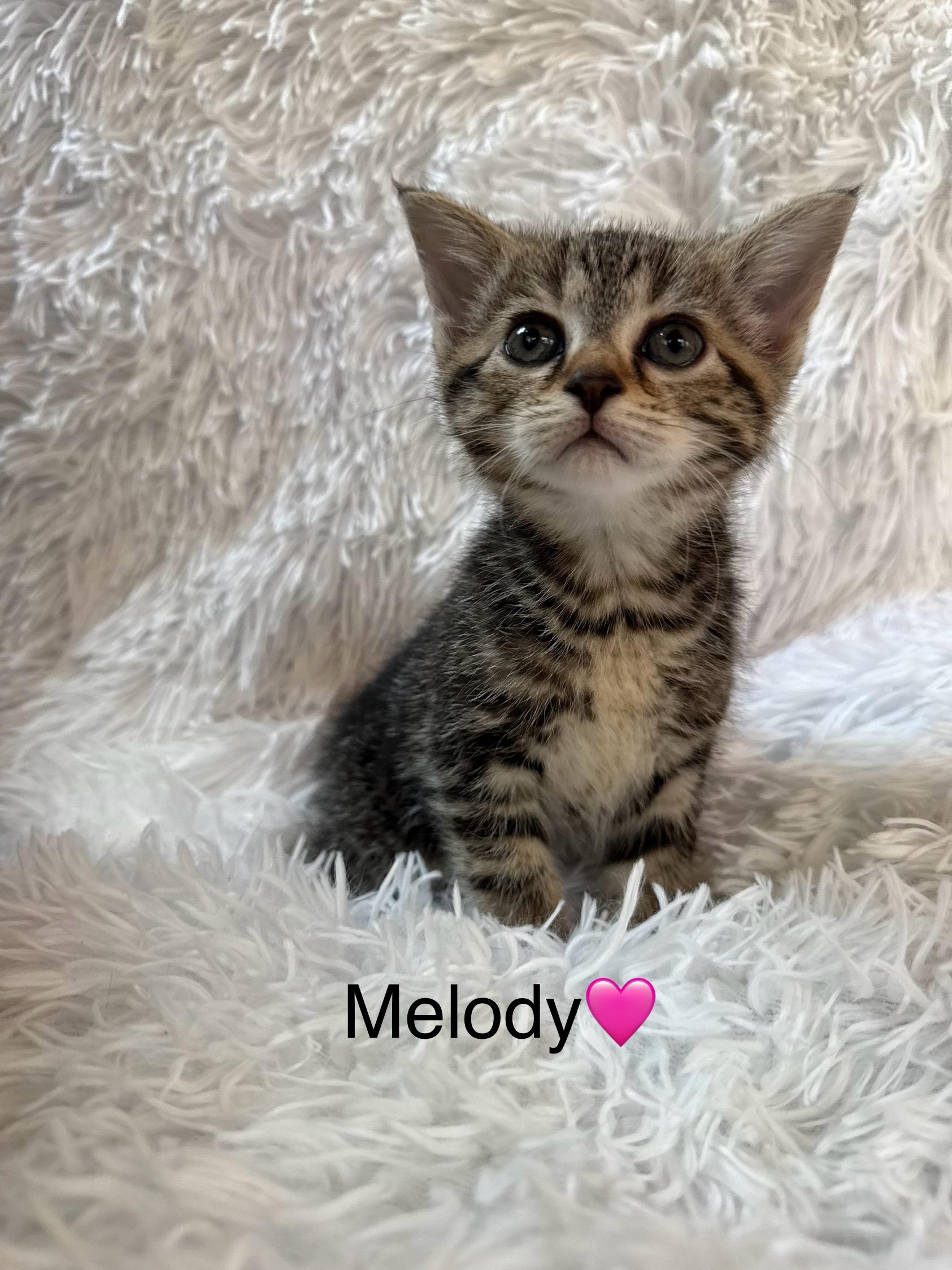 Melody thumbnail 2
