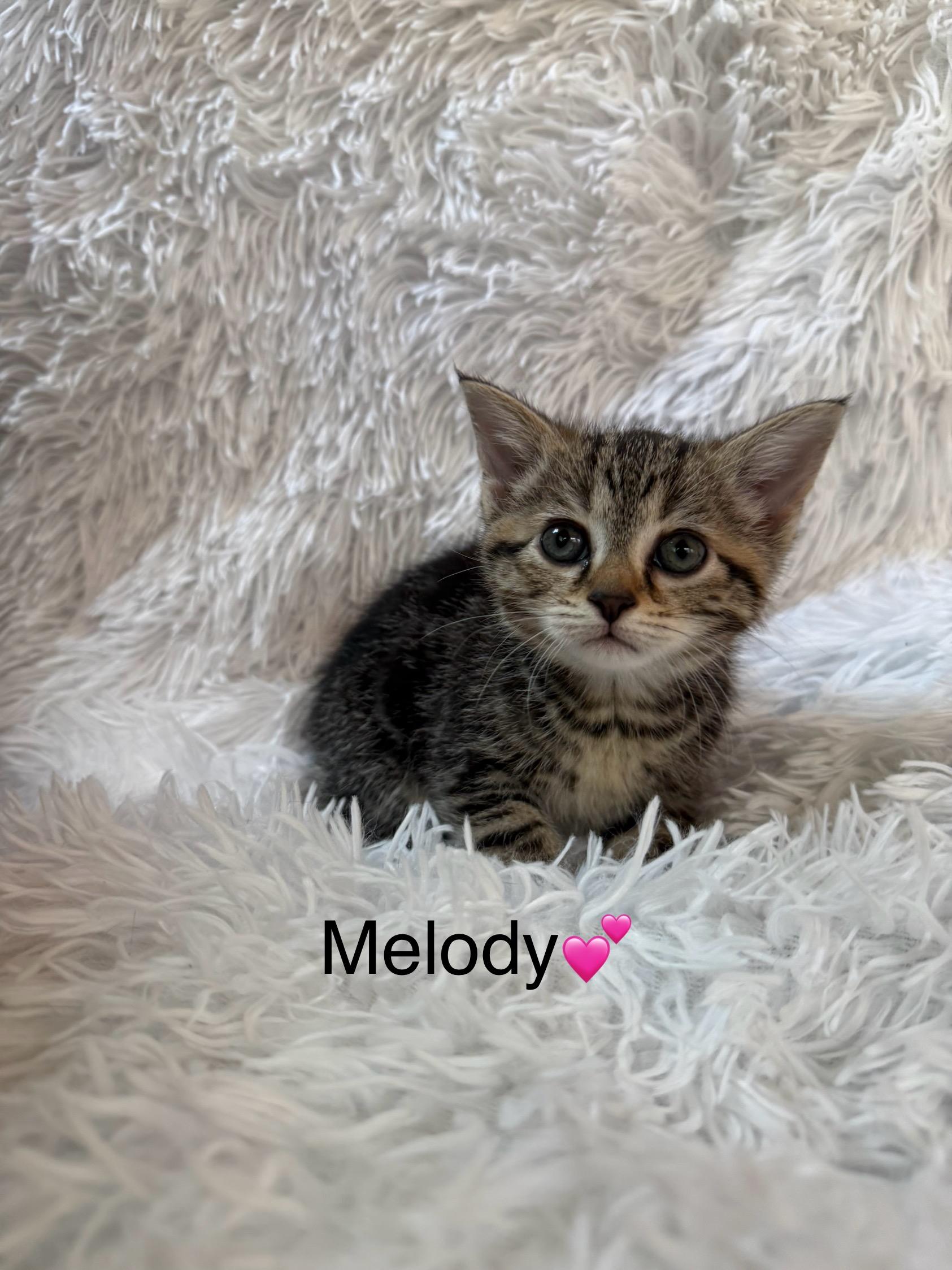 Melody photo 1