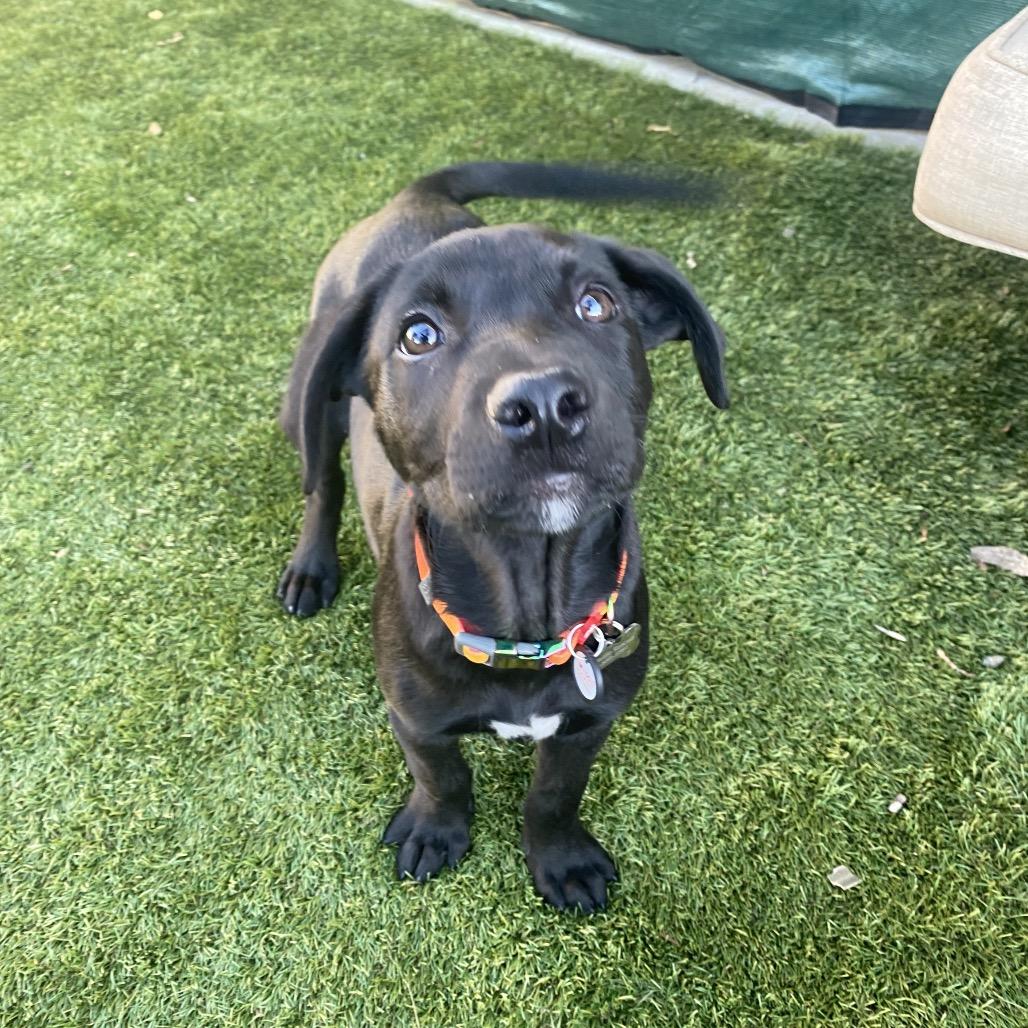 Murphy, Adoptable, Puppy Male Black Labrador Retriever & Mixed Breed.