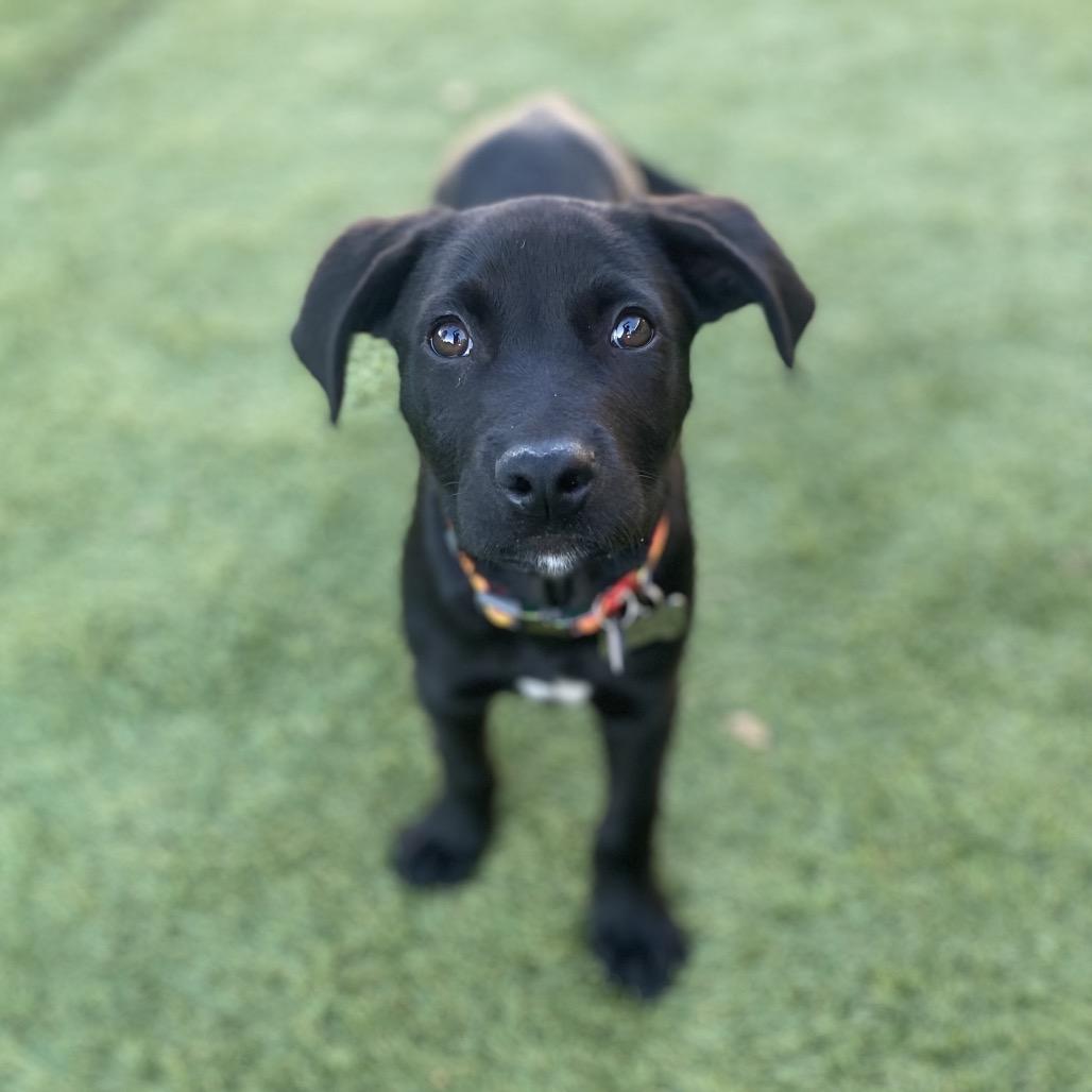Murphy, a Adoptable mixed breed in Escondido, CA image 2/2