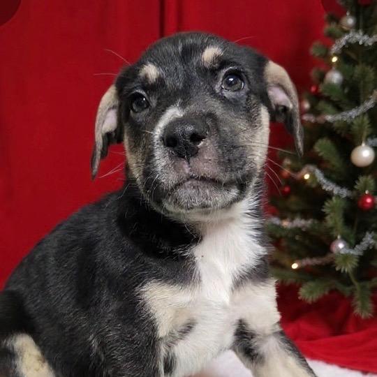 Praline, Adoptable, Puppy Male Shepherd.