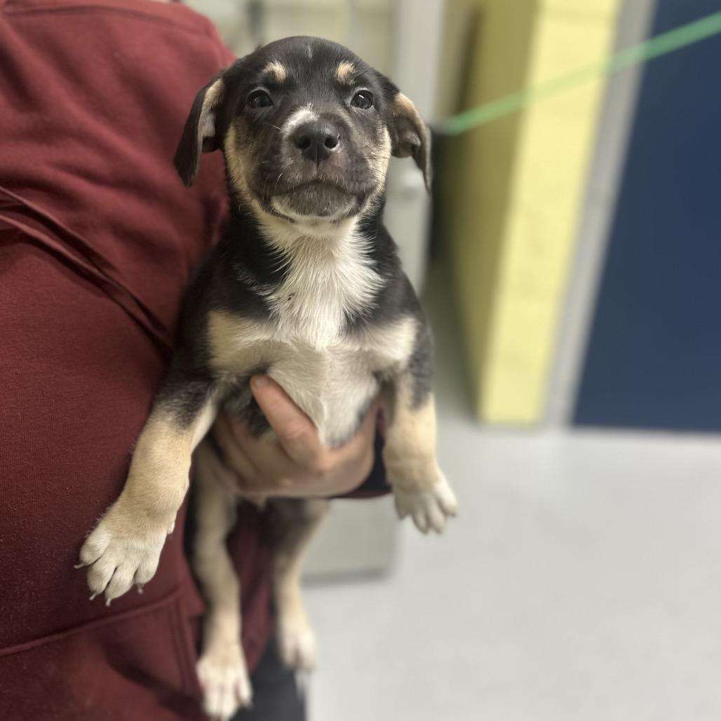 Praline, a Adoptable Shepherd in Newport, TN image 2/3