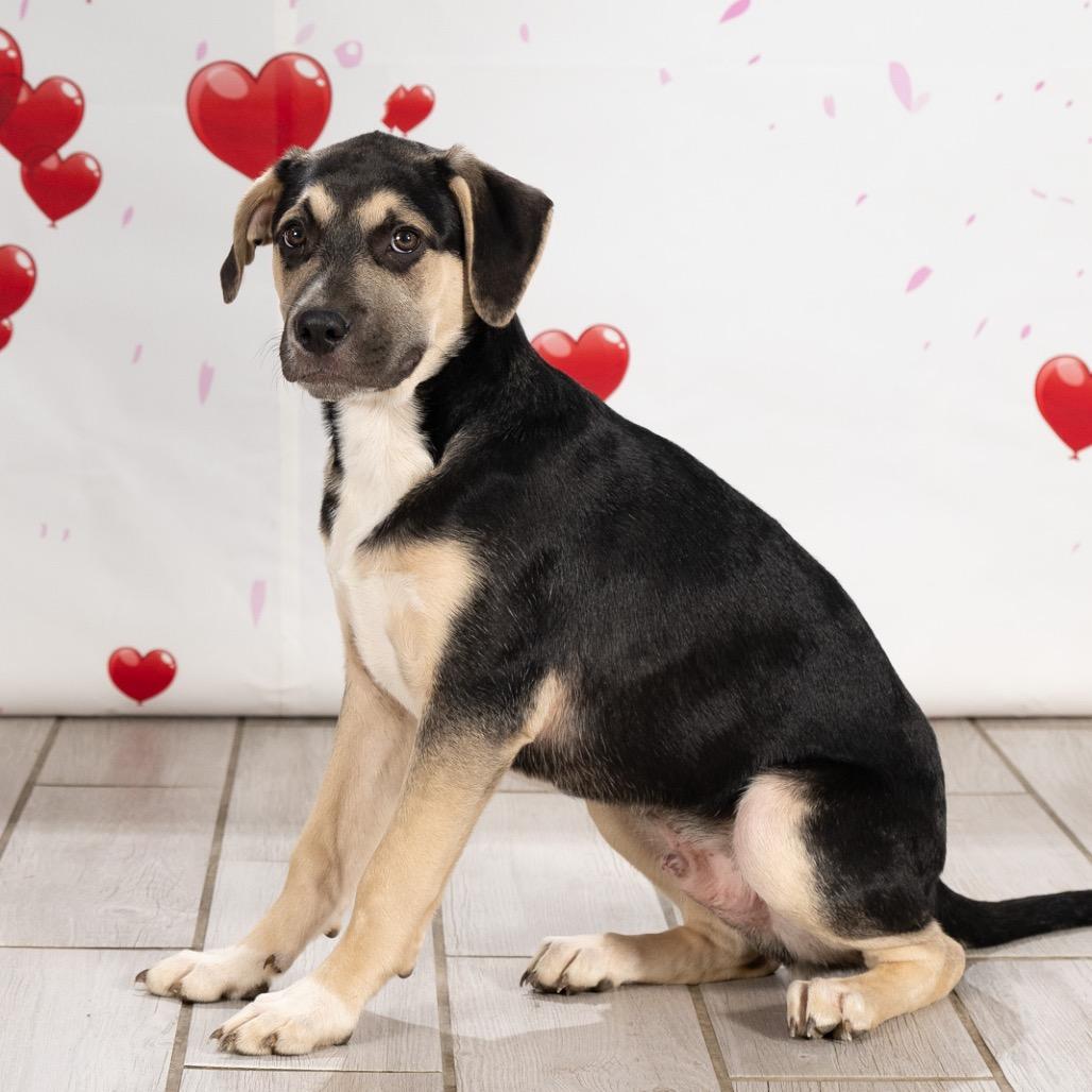 Enlarge Praline, a Adoptable Shepherd in Newport, TN image 3/6