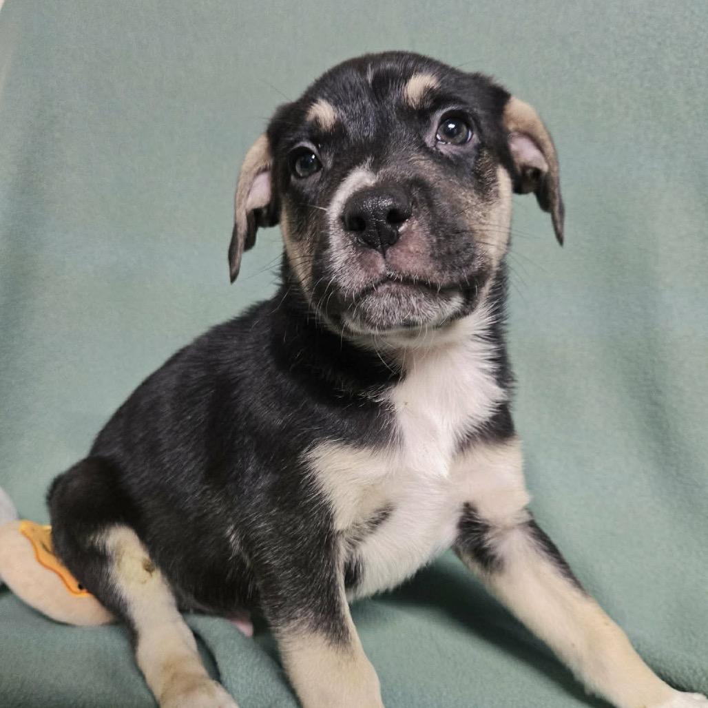 Praline, a Adoptable Shepherd in Newport, TN image 3/3