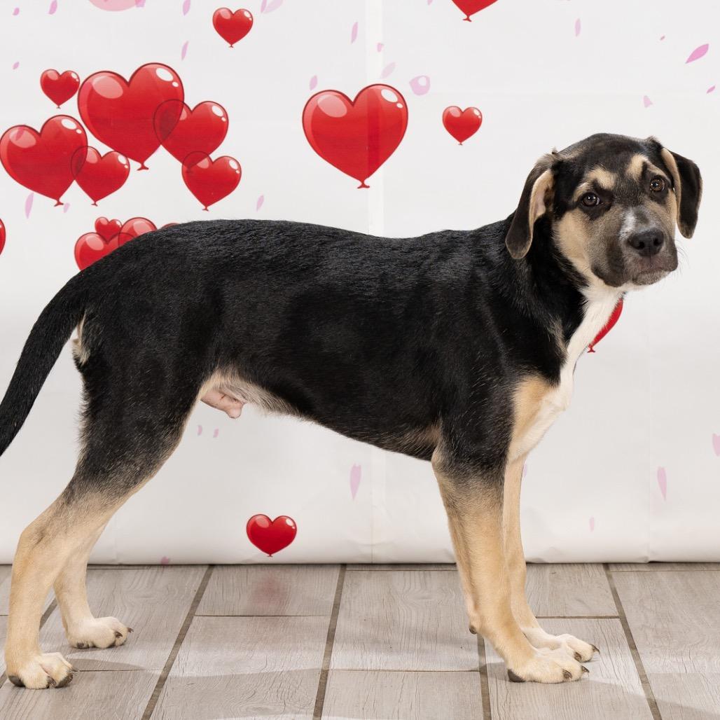 Enlarge Praline, a Adoptable Shepherd in Newport, TN image 5/6