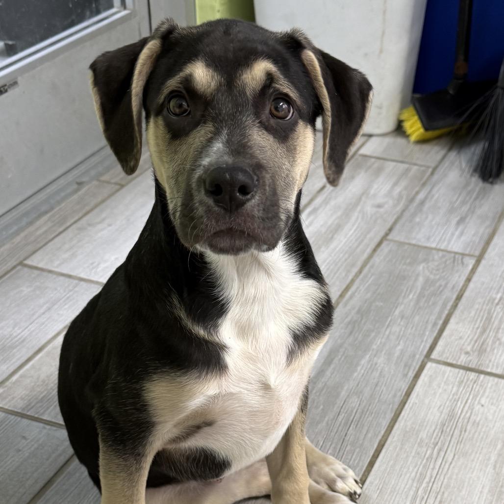 Enlarge Praline, a Adoptable Shepherd in Newport, TN image 6/6
