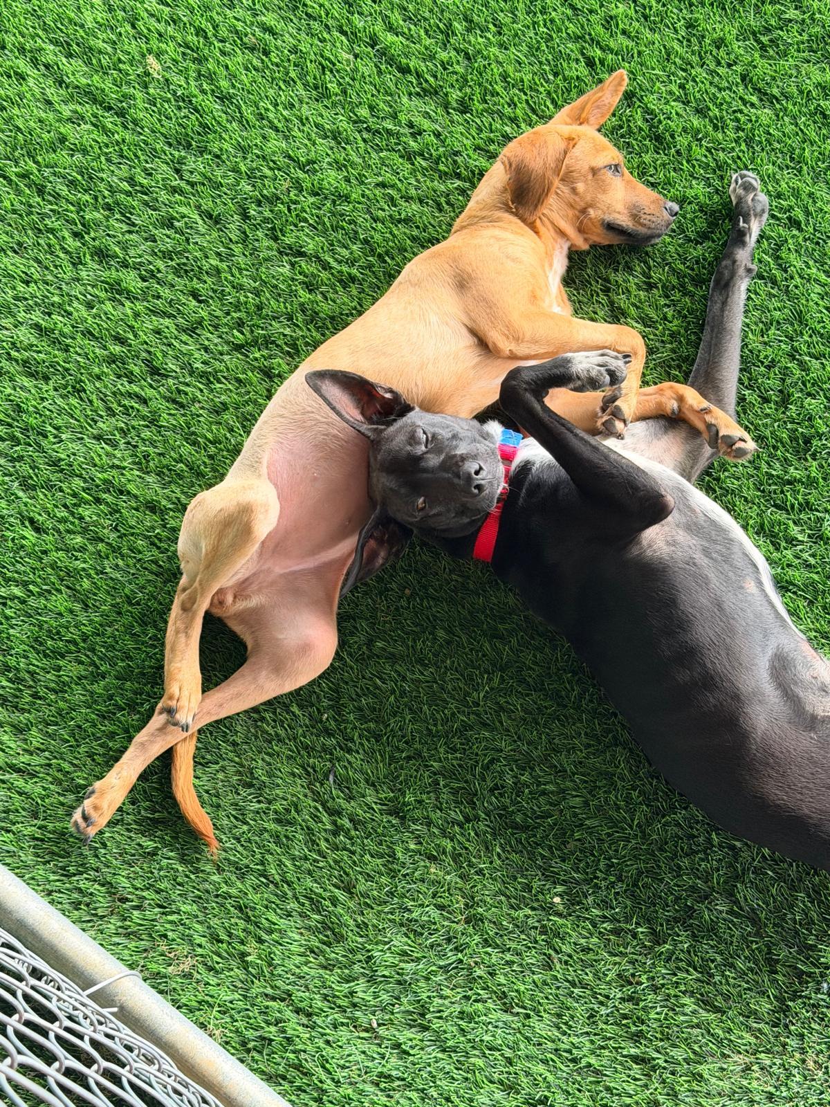 Enlarge Nena, a Adoptable mixed breed in Brooklyn, NY image 3/4