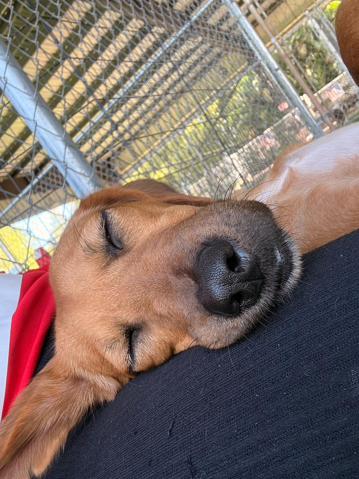 Enlarge Nena, a Adoptable mixed breed in Brooklyn, NY image 2/4