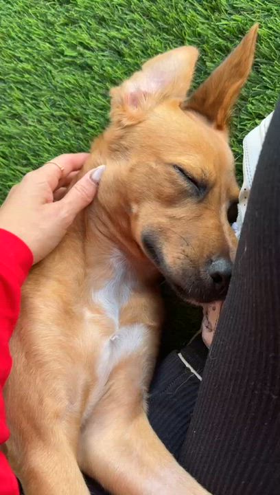 Enlarge Nena, a Adoptable mixed breed in Brooklyn, NY video 4/4