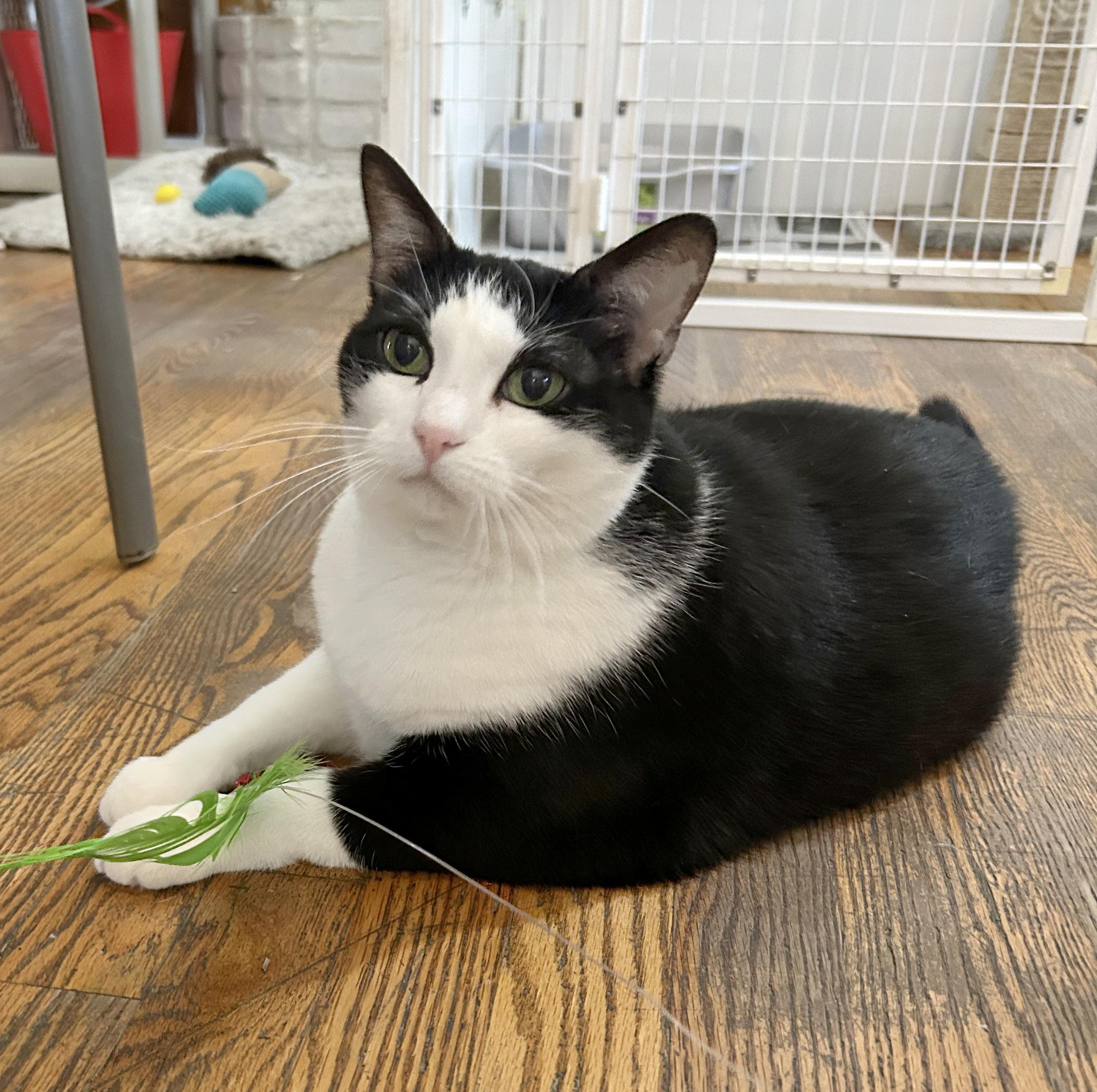 Jojo, a Adoptable Domestic Short Hair in Parkville, MO image 6/6