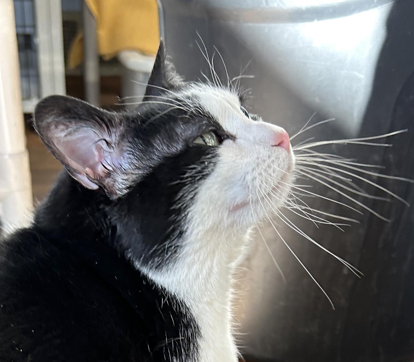 Enlarge Jojo, a Adoptable Domestic Short Hair in Parkville, MO image 5/6