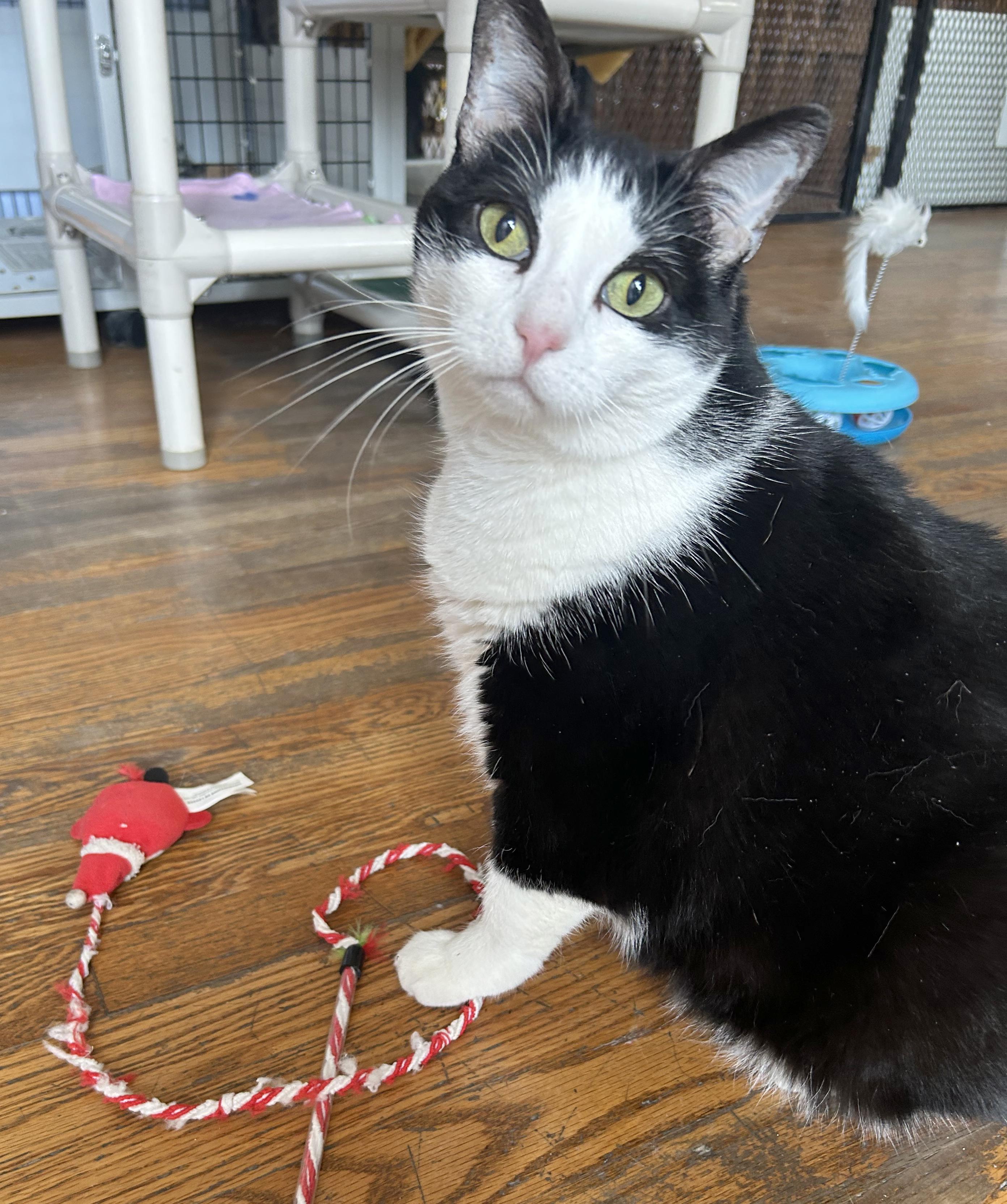 Enlarge Jojo, a Adoptable Domestic Short Hair in Parkville, MO image 2/6