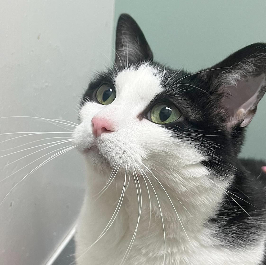 Enlarge Jojo, a Adoptable Domestic Short Hair in Parkville, MO image 3/6