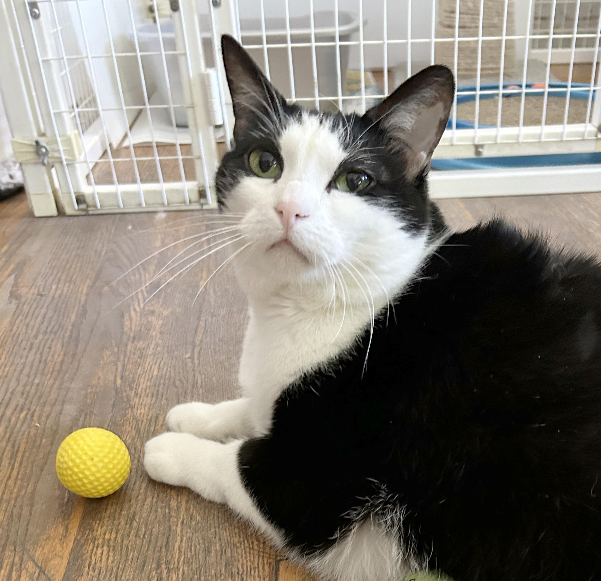 Jojo, Adoptable, Adult Female Domestic Short Hair.