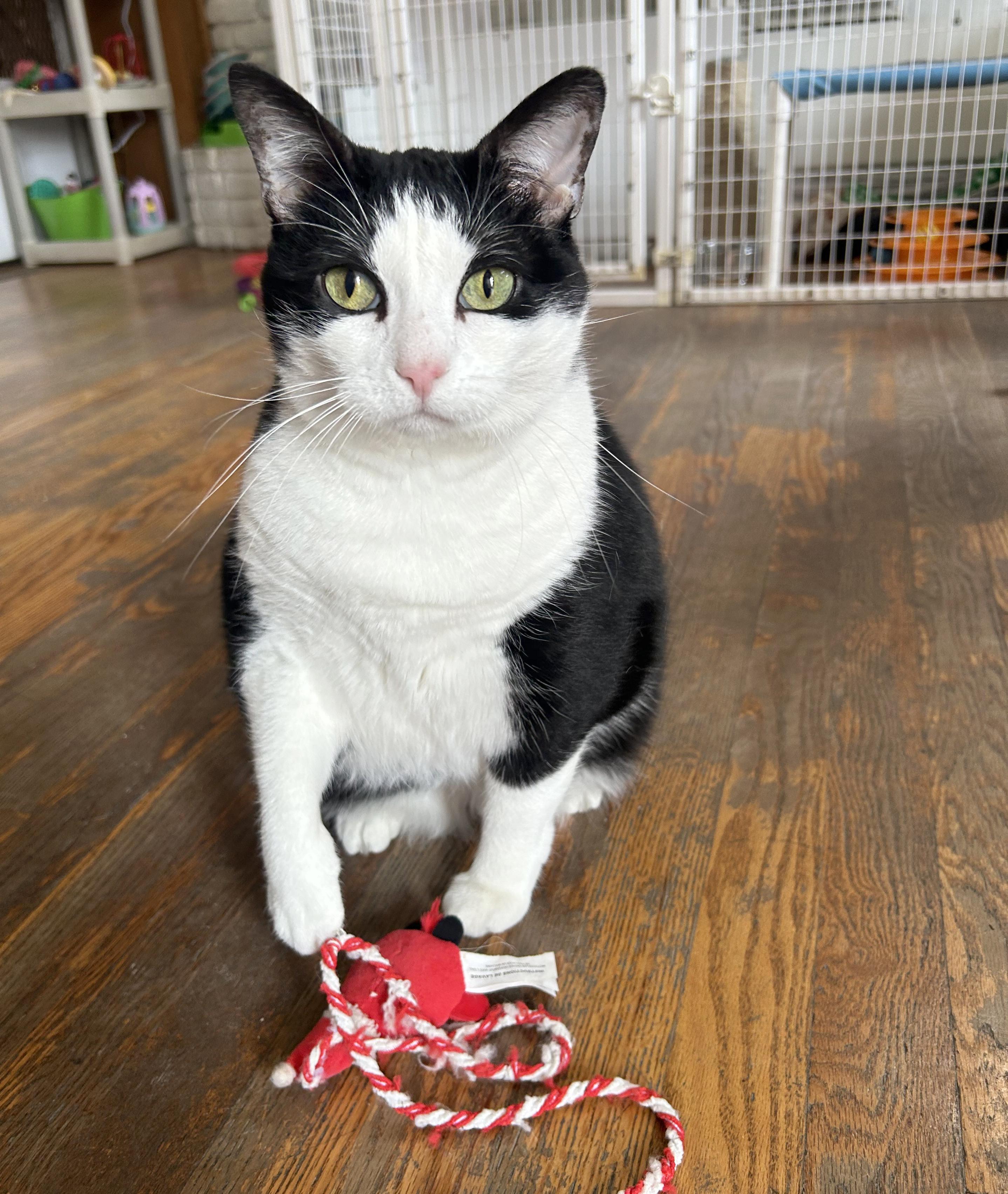 Enlarge Jojo, a Adoptable Domestic Short Hair in Parkville, MO image 6/6