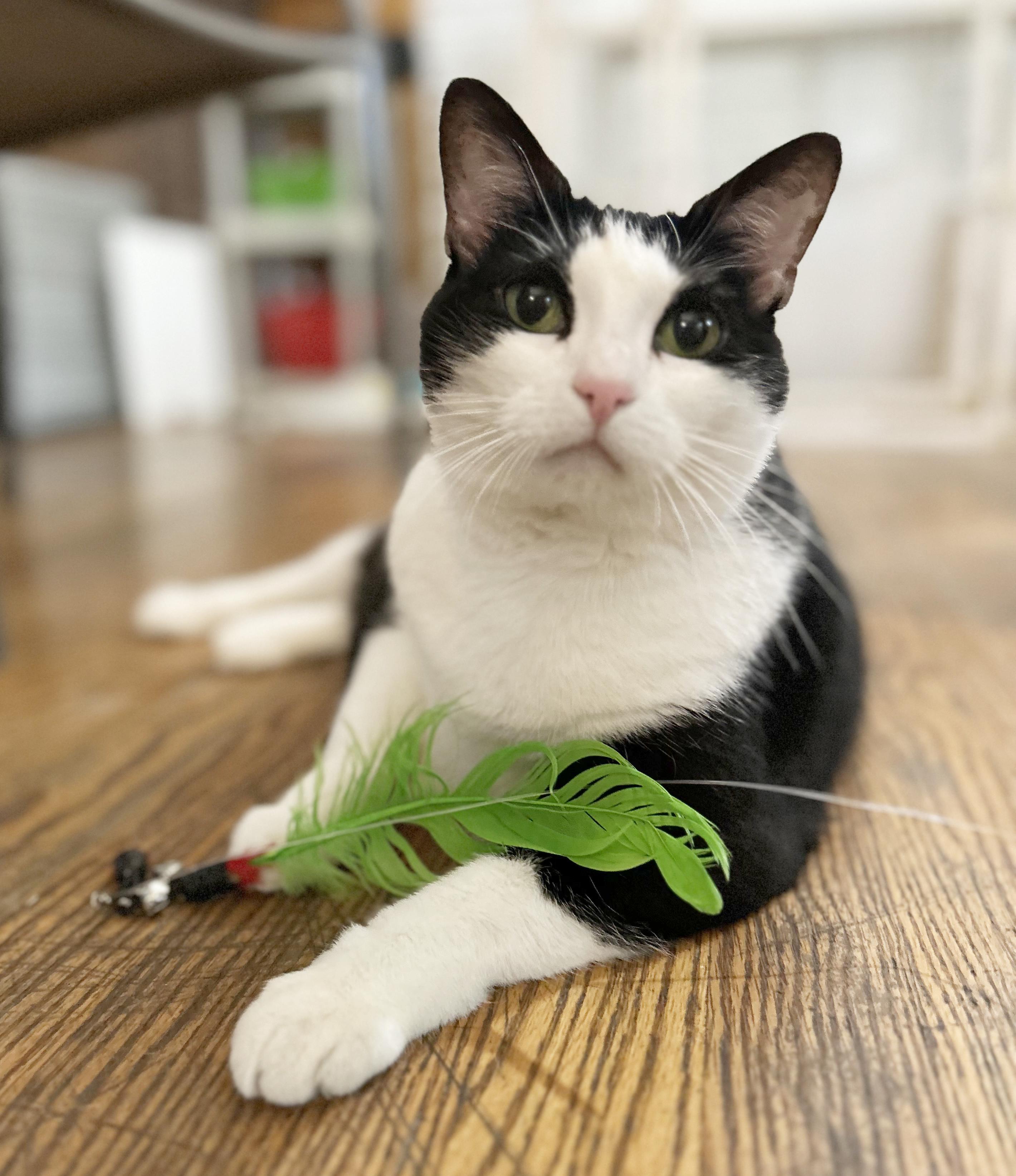 Jojo, a Adoptable Domestic Short Hair in Parkville, MO image 1/6