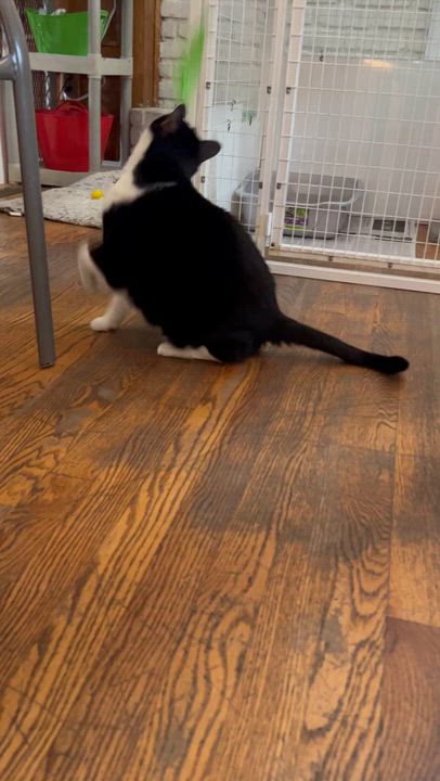 Enlarge Jojo, a Adoptable Domestic Short Hair in Parkville, MO video 5/6