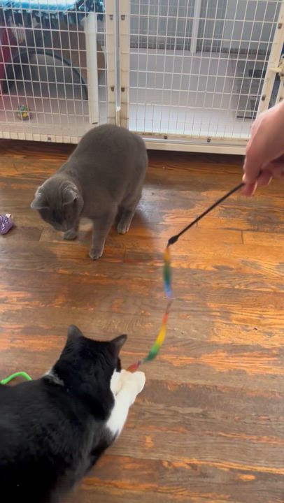 Enlarge Jojo, a Adoptable Domestic Short Hair in Parkville, MO video 4/6