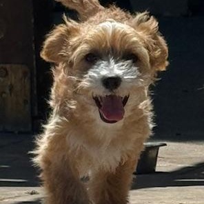 Enlarge Danny, an adopted mixed breed in Antioch, CA image 2/3